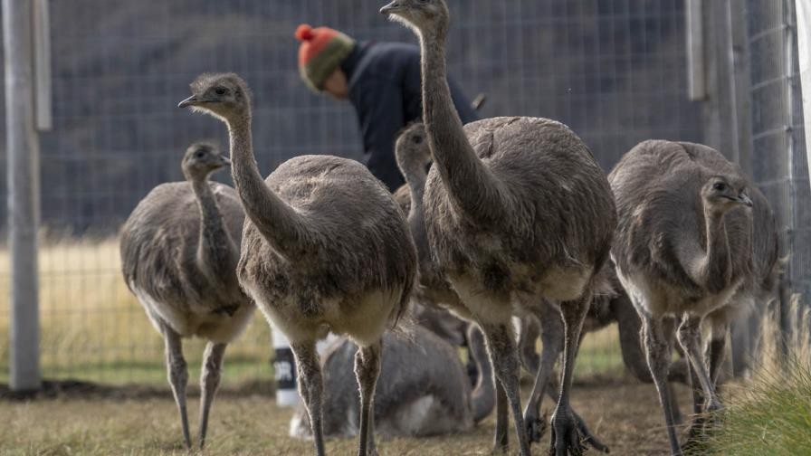Trasladan desde Santa Cruz a Chile 15 ñandúes para aumentar su población | Información General