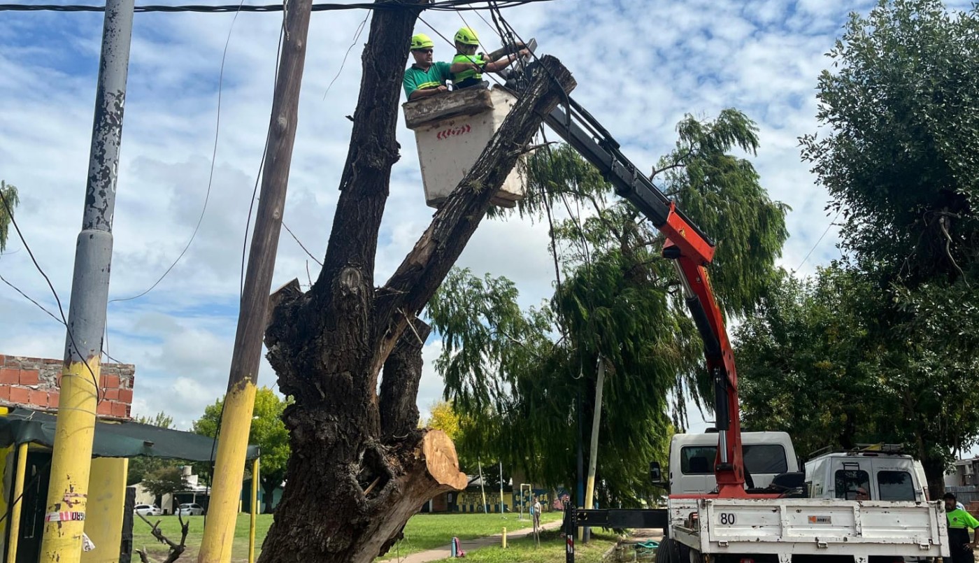 Un árbol de gran porte cayó sobre la calzada y dañó cables | Rosario y la región