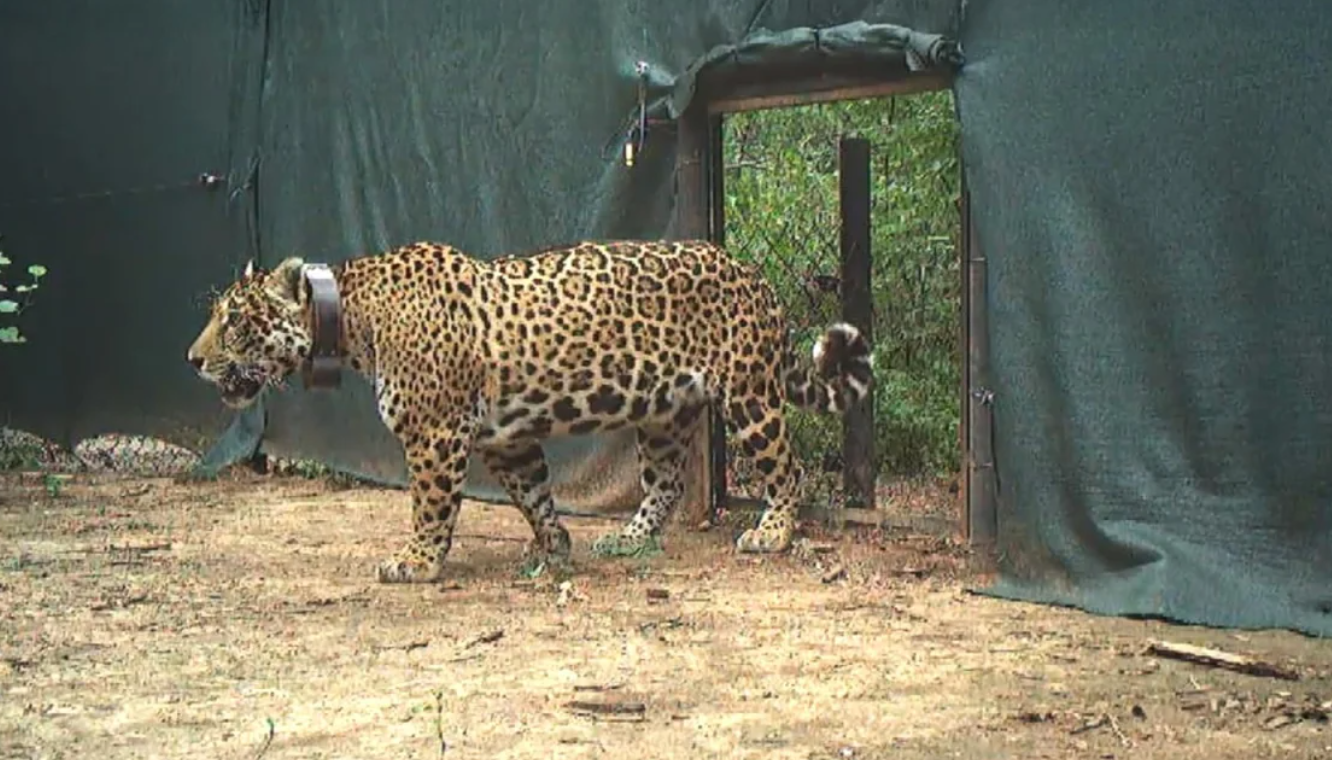 Liberaron en El Impenetrable a "Miní", una yaguareté silvestre proveniente de Iberá | Información General