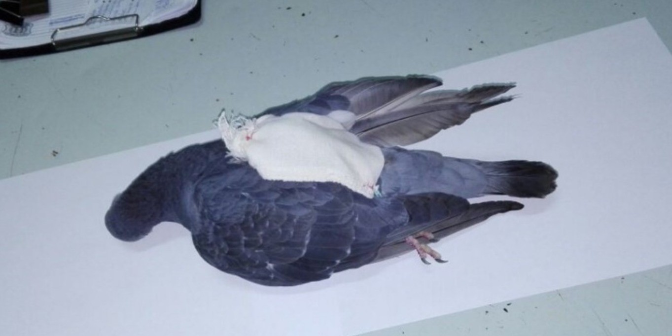 Penal de Coronda: encontraron una paloma con una bolsa atada a una de sus patas | Información General