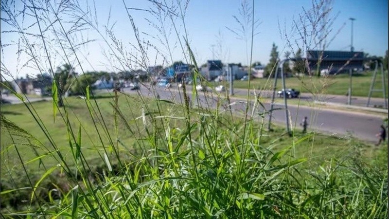 En medio del paro nacional, Corredores Viales empezó a cortar el pasto en Circunvalación | Rosario y la región