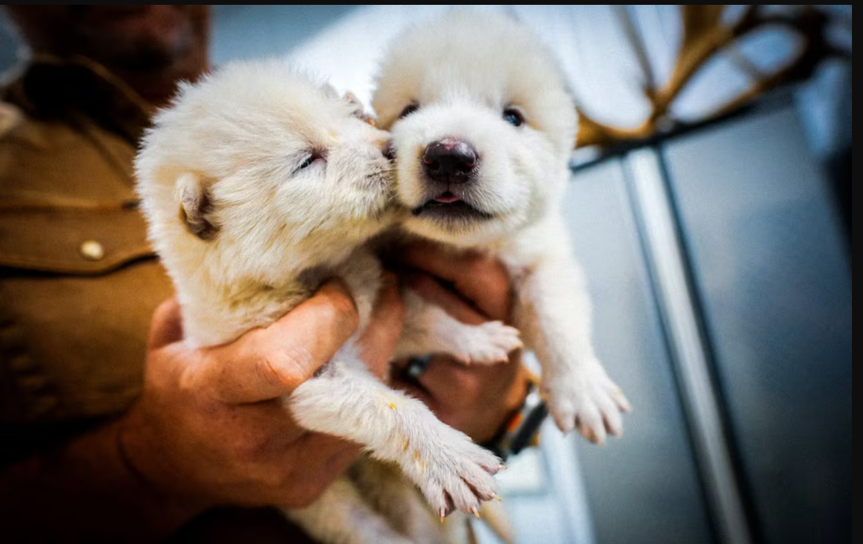 Científicos dan vida a lobo gigante con genes de una especie extinta | Internacionales