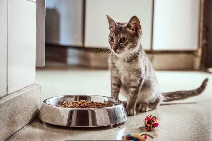 Primera licencia laboral para los empleados que decidan adoptar una mascota | Información General