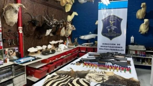 Desarticularon un taller ilegal de taxidermia en Berazategui que estaba repleto de animales embalsamados | Información General