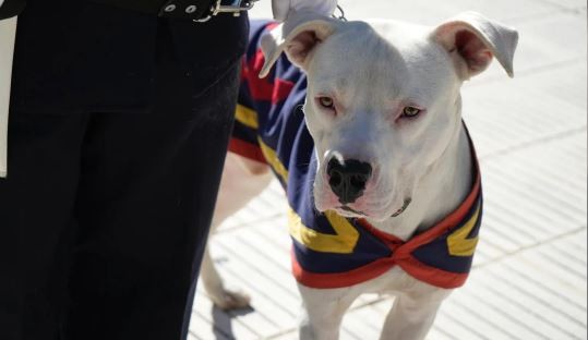 Karina Milei y Luis Petri homenajearon a los perros de la Guerra de Malvinas en el Día del Animal | Política y Economía