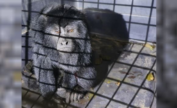 Formosa: auxilian a un mono carayá que "viajaba" en el paragolpes de un auto | Información General