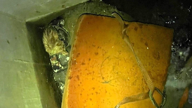 Zona oeste: bomberos protagonizaron un heróico rescate de un gato que cayó en una alcantarilla | Rosario y la región