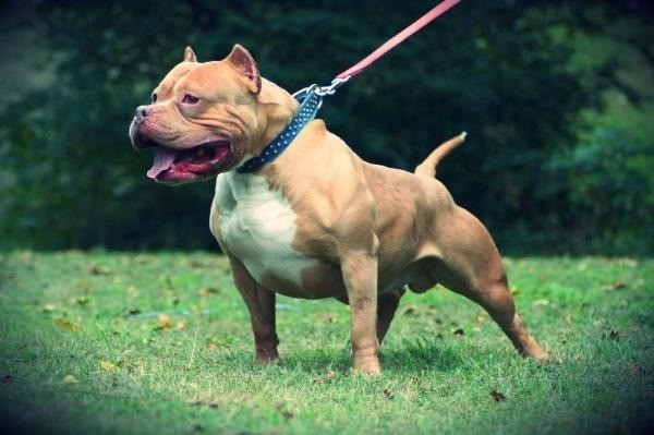 Funes cobrará hasta $500 mil para quienes dejen animales sueltos | Rosario y la región