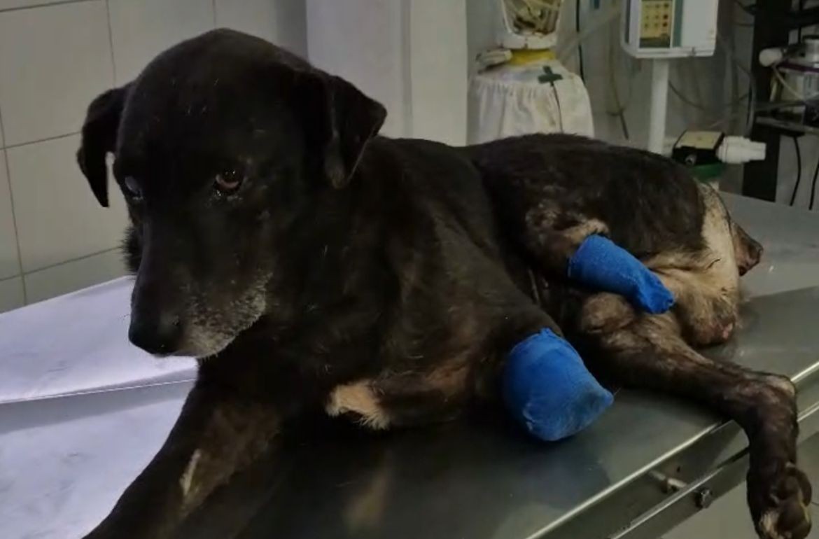 Maltrato animal: le amputaron dos patas a un perro y apuntan a una pelea vecinal | Rosario y la región