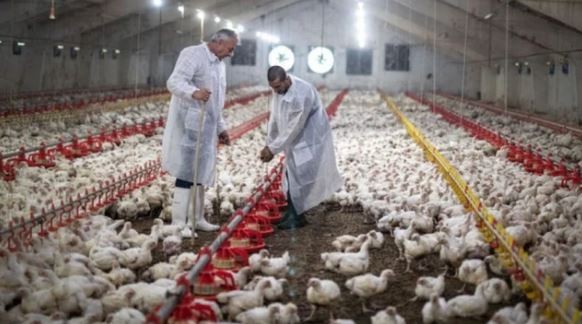 Brasil instala barreras sanitarias por un brote de gripe aviar que frena las exportaciones | Internacionales