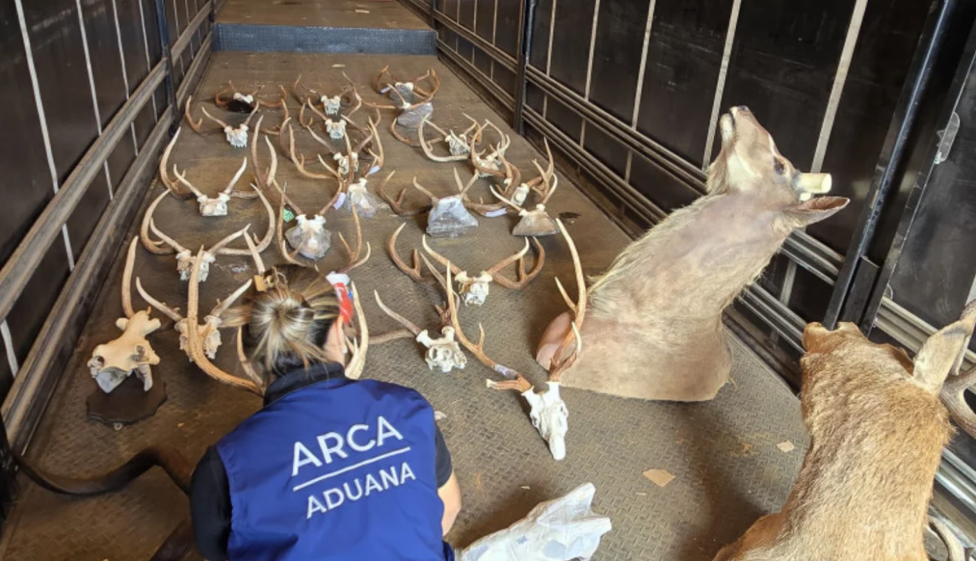 Hallan animales taxidermizados sin declarar en un camión que salía del país | Información General