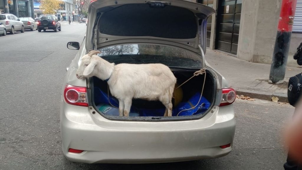 Insólito: llevaba un chivo atado en el auto y fue demorado por la Policía | Rosario y la región