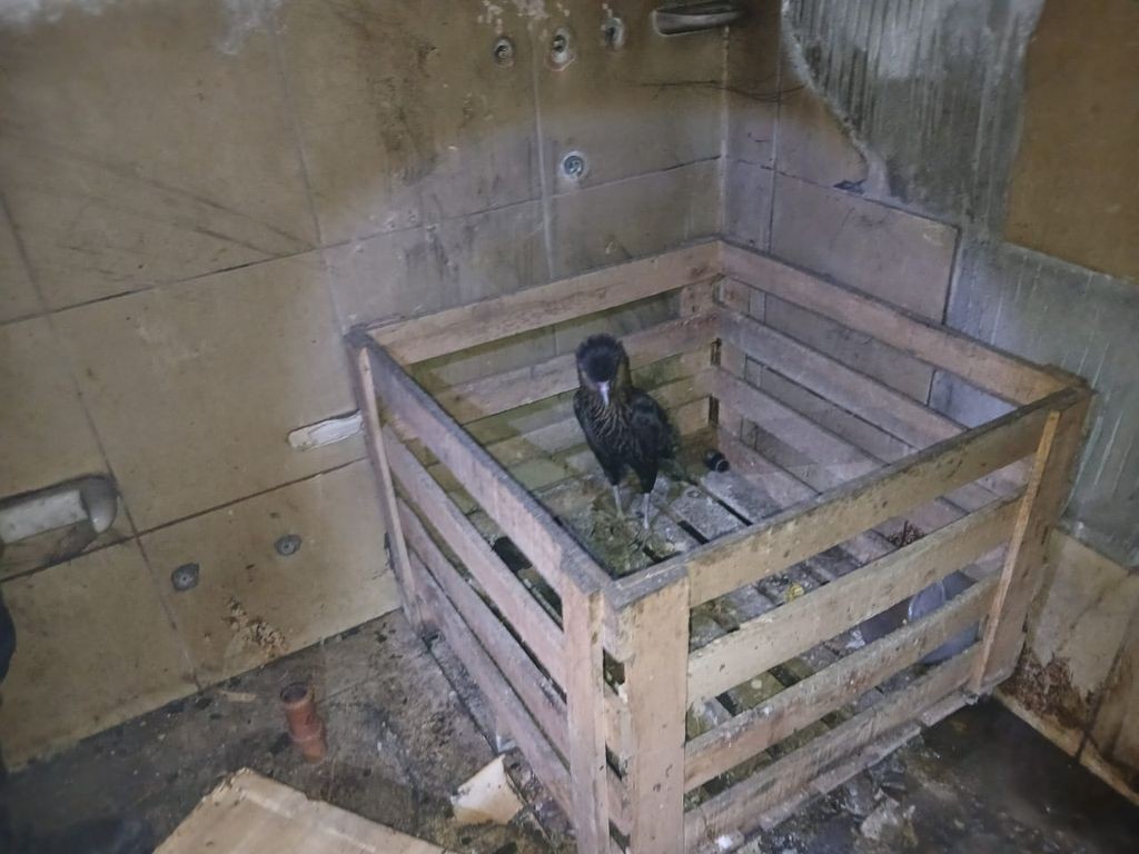 Un hombre fue detenido por provocar un incendio intencional y rescataron un águila del lugar | Rosario y la región