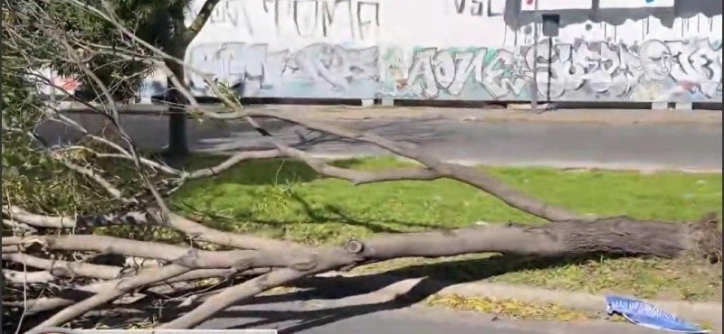 Un árbol cayó sobre un motociclista en plena avenida durante el temporal en Rosario | Rosario y la región