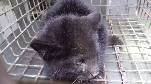 Encontraron a un gato montés en un tanque de agua: lo rescataron y evalúan su destino | Rosario y la región