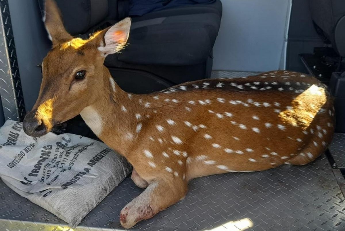 Rescatan a un ciervo herido en Villa Constitución y lo trasladan a una reserva en Rosario | Rosario y la región