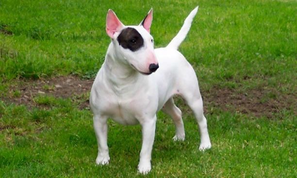 Un bull terrier mordió al hijo de su dueña: evalúan darlo en adopción | Rosario y la región