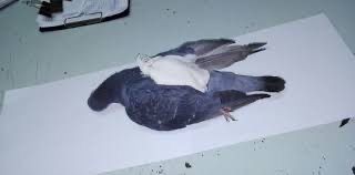 Hallaron una nueva “narcopaloma” cerca de la cárcel de Coronda | Rosario y la región