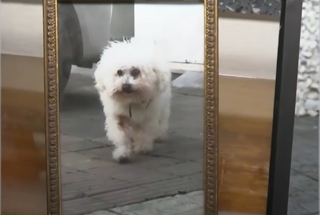 Desesperada búsqueda en Bella Vista: José y Betty buscan a Ámbar, su perrita de 16 años | Rosario y la región