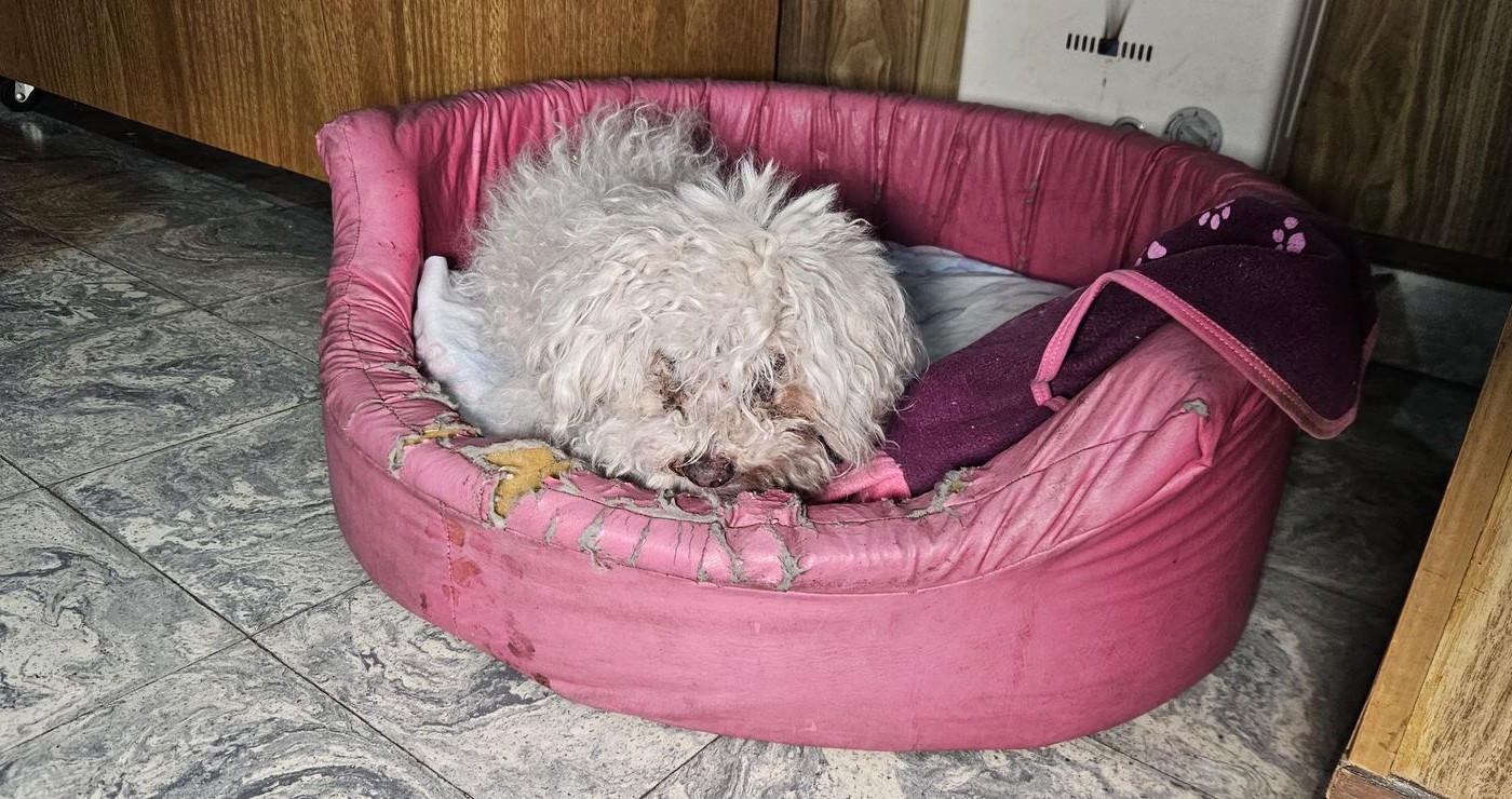 Volvió Ámbar: encontraron sana y salva a la perrita de 16 años | Rosario y la región