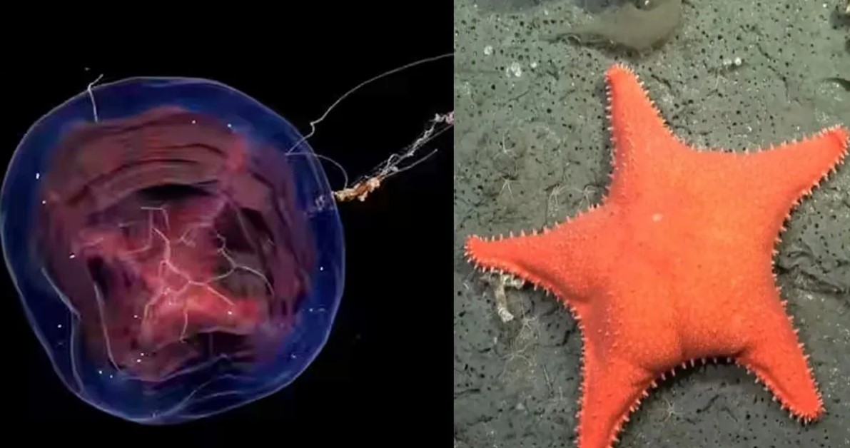 Es furor un streaming del Conicet que explora el fondo marino argentino | Información General