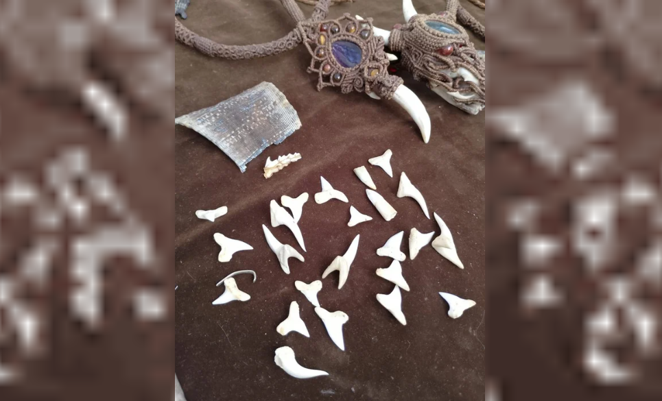 Incautaron artesanías ilegales realizadas con restos de fauna silvestre protegida | Información General