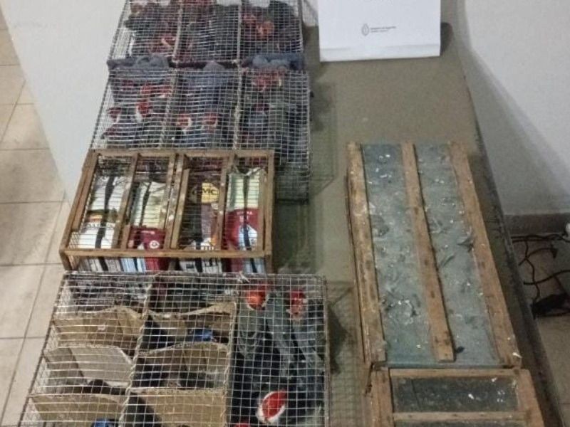 Rescatan más de cien aves silvestres traficadas en un colectivo en Santa Fe | Rosario y la región