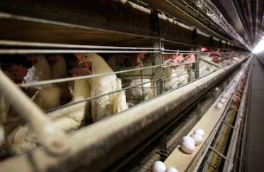 Argentina suspende parte de las exportaciones de productos aviares tras detectar un caso de gripe aviar | Política y Economía