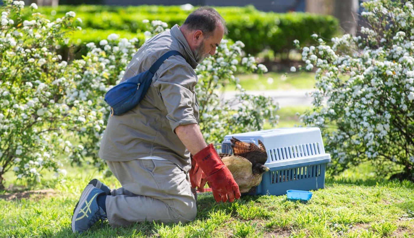 Liberaron un gavilán para controlar de manera natural la población de palomas en la ciudad | Rosario y la región