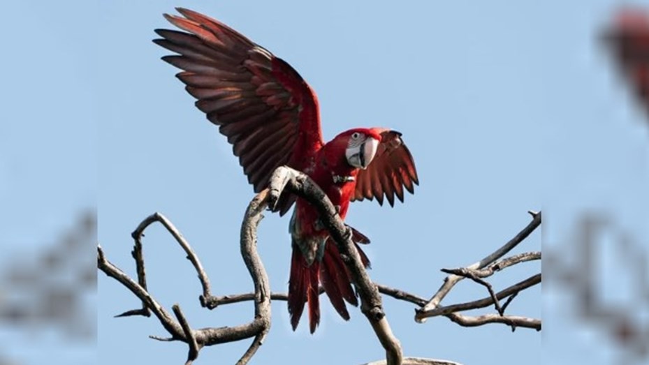 Indignación en Corrientes: mataron con una gomera al guacamayo rojo "Charrúa" | Información General