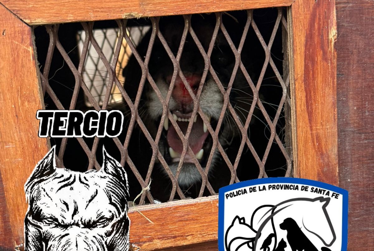 El puma encontrado en Cabaña Leiva está internado en la Granja La Esmeralda | Información General