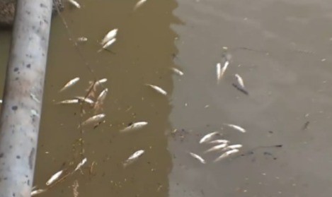 Aparecieron peces muertos en el Arroyo Saladillo | Rosario y la región