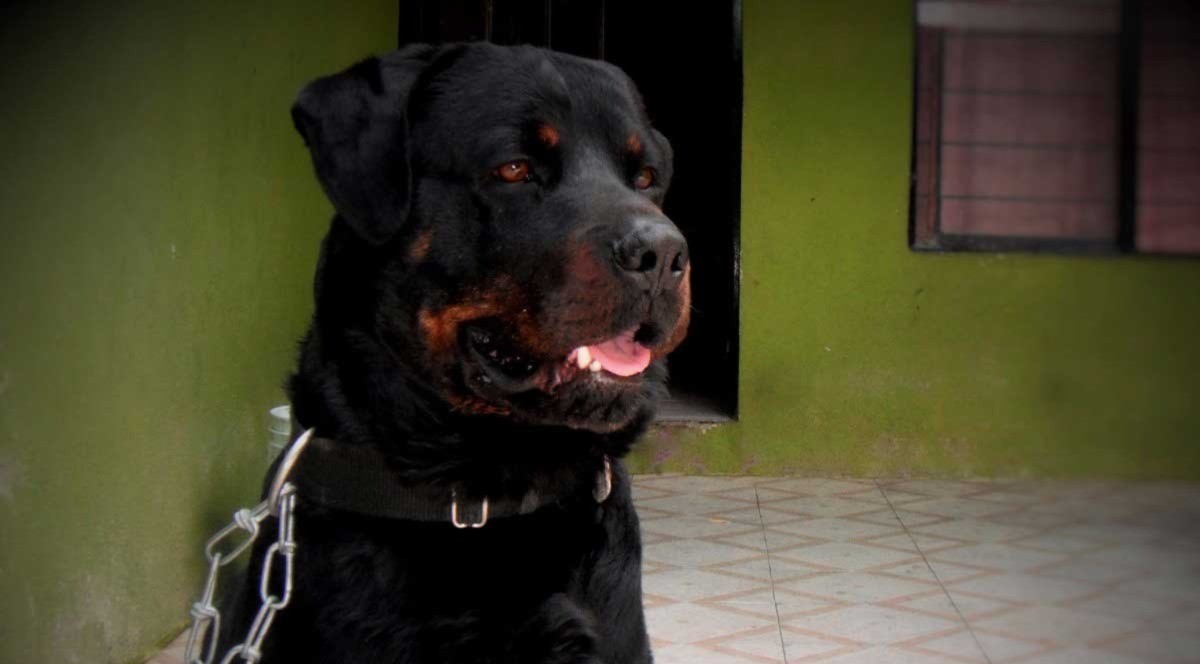 Condenaron a los dueños de un perro que atacó a una mujer: deberán pagar más de seis millones de pesos | Rosario y la región