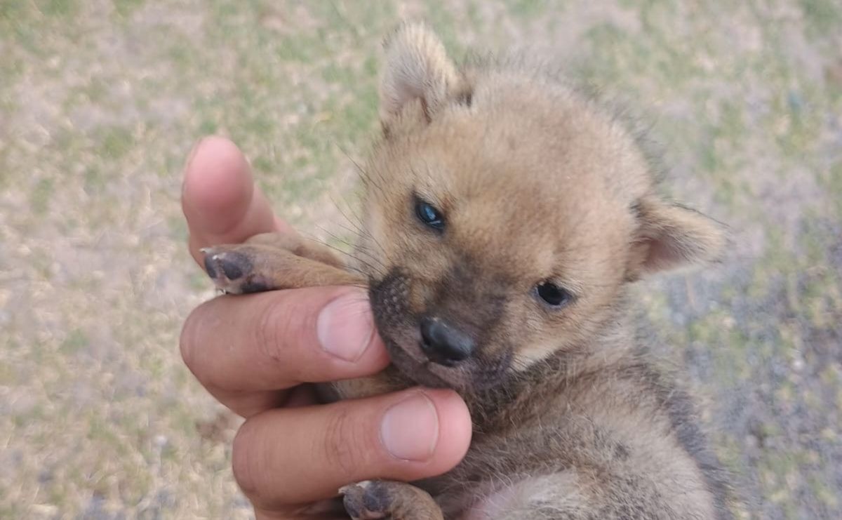 Rescataron un zorrito en Funes y lograron reunirlo con su madre | Rosario y la región