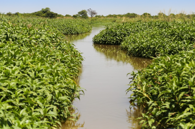La Justicia ordenó devolver a Rosario más de 800 hectáreas de humedales ocupadas ilegalmente | Rosario y la región