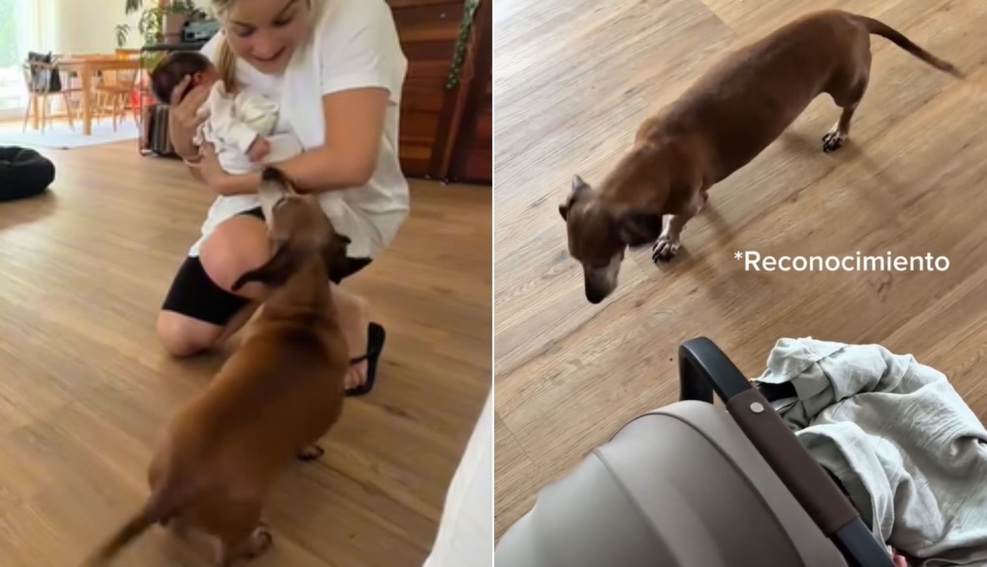 Sofía Pachano mostró la reacción de su perro al conocer por primera vez a su bebé | Espectáculos