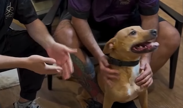 India ya tiene familia: una adopción que empezó con un video y terminó en hogar | Rosario y la región