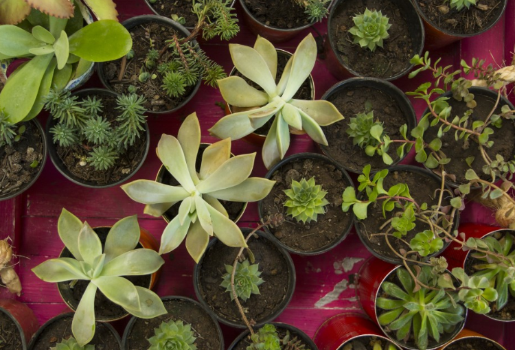 El municipio dictará durante enero dos talleres en la Escuela de Jardinería | Servicios