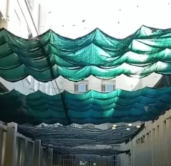 Invasión de murciélagos en la escuela Dante Alighieri durante el receso escolar | Rosario y la región