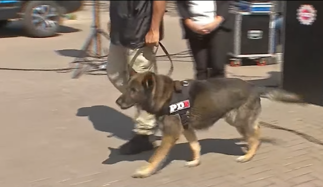 Día Mundial del Perro de Trabajo: compañeros silenciosos que salvan vidas y resuelven investigaciones | Información General