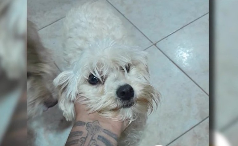 Buscan a Dalma, una perrita que se perdió en barrio Belgrano | Rosario y la región