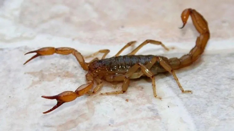 Internaron a una nena de 2 años tras ser picada por un alacrán | Rosario y la región