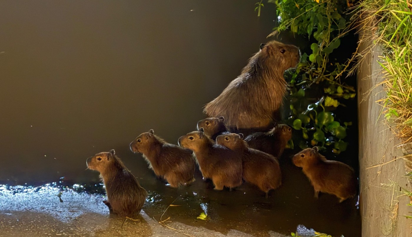 Carpinchos aparecen en un club rosarino por la crecida del río | Rosario y la región