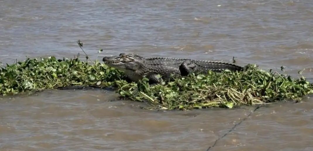Apareció un yacaré sobre un camalote en aguas rosarinas | Rosario y la región