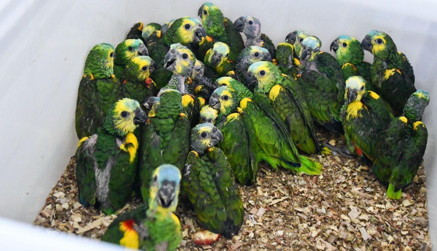 Provincia recibió más de 500 animales silvestres decomisados | Información General