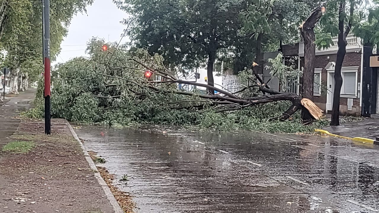 Balance de la tormenta: 150 árboles caídos y 22 techos volados | Rosario y la región