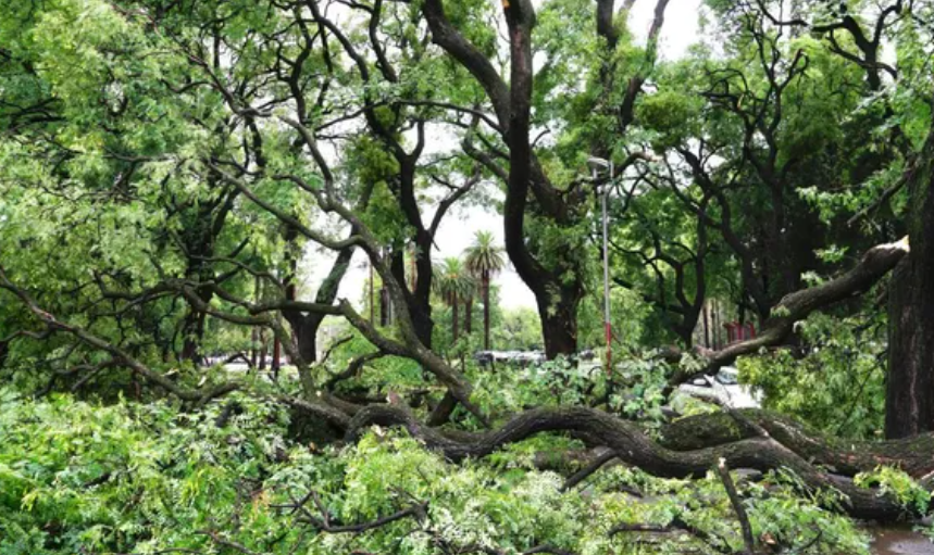 Más de 45 árboles caídos en Rosario por el temporal de fuertes vientos | Rosario y la región