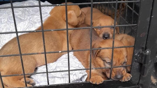 Rescataron a nueve cachorros que vivían en condiciones precarias tras una denuncia vecinal | Rosario y la región