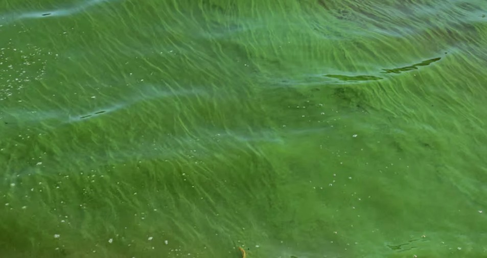 Alerta por la aparición de cianobacterias en la República de los Niños de La Plata | Información General