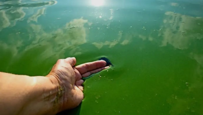 Cianobacterias en Buenos Aires: el mapa oficial muestra más sectores bajo alerta sanitaria | Información General